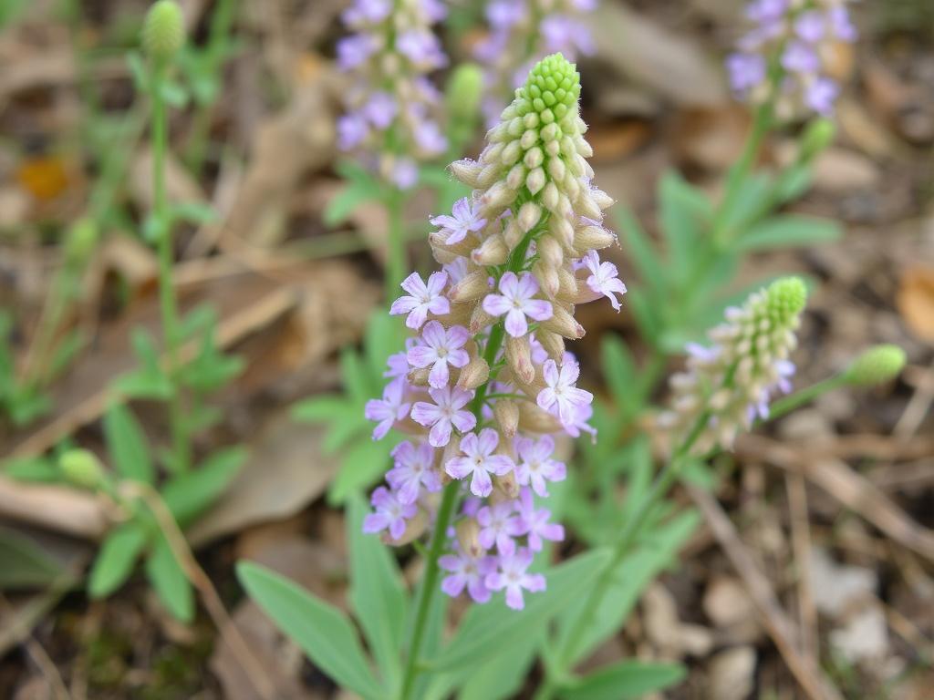 Галега лекарственная. Практические рекомендации при работе с растением